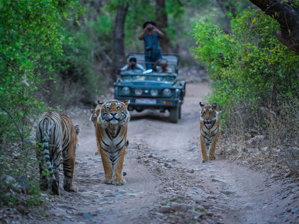 national-parks-in-india-gi_0001_02